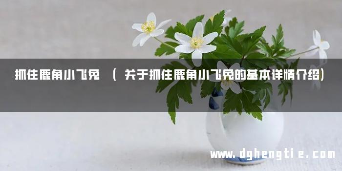 抓住鹿角小飞兔 (关于抓住鹿角小飞兔的基本详情介绍)